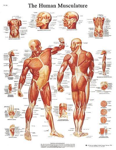 Anatomical Sticky Back Chart - Human Heart K9682
