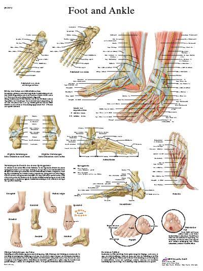 Anatomical Sticky Back Chart - Human Heart K9682