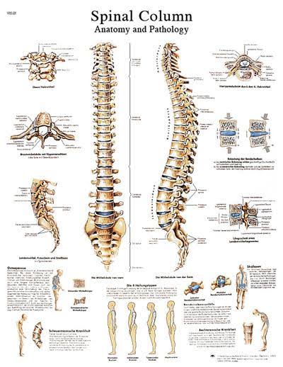 Anatomical Sticky Back Chart - Human Heart K9682