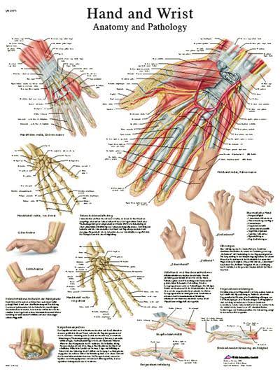 Anatomical Sticky Back Chart - Human Heart K9682