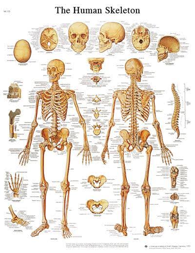 Anatomical Sticky Back Chart - Human Heart K9682
