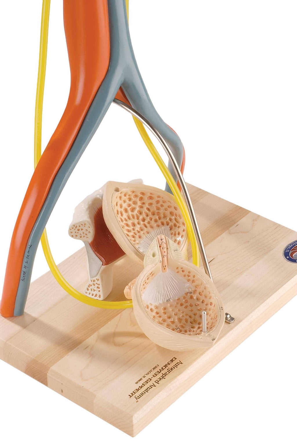 Anatomical Model, Urinary System Model F48706