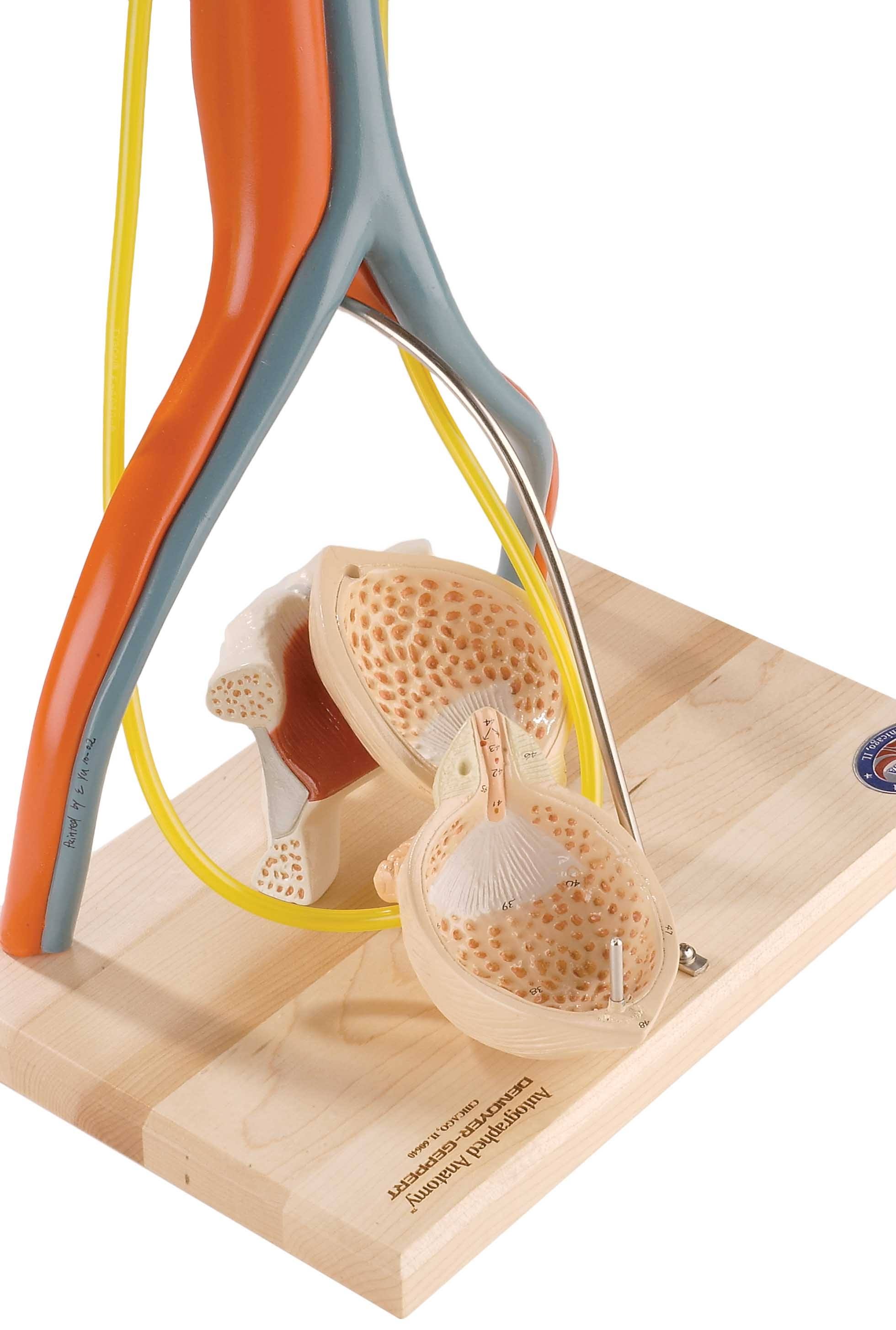 Anatomical Model, Urinary System Model F48706