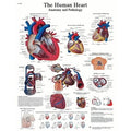 Anatomical Sticky Back Chart - Human Heart K9682