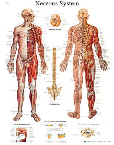 Anatomical Sticky Back Chart - Human Heart K9682