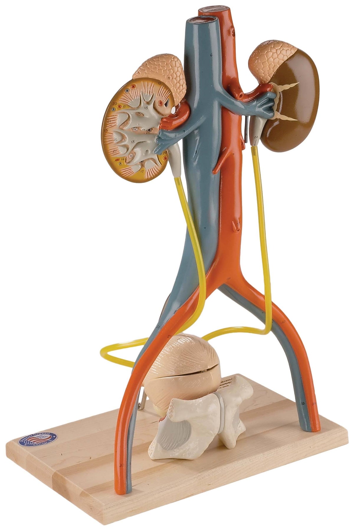 Anatomical Model, Urinary System Model F48706
