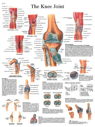 Anatomical Sticky Back Chart - Human Heart K9682