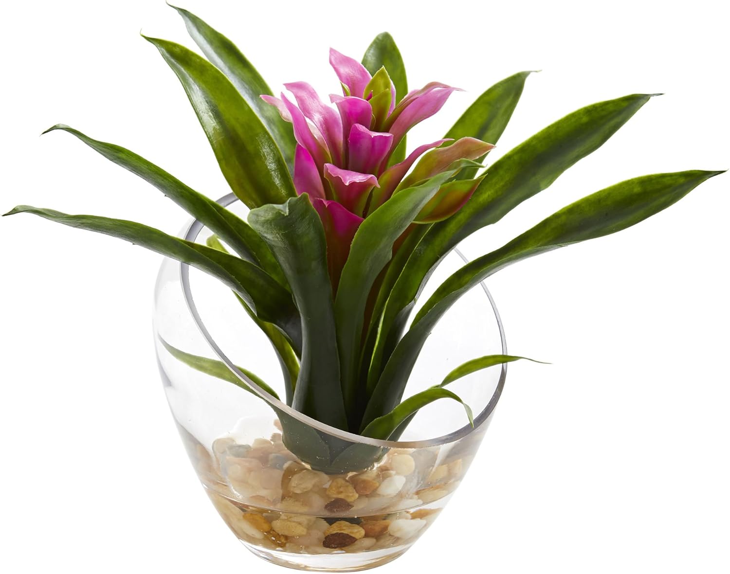 Tropical Bromeliad in Angled Vase P371717