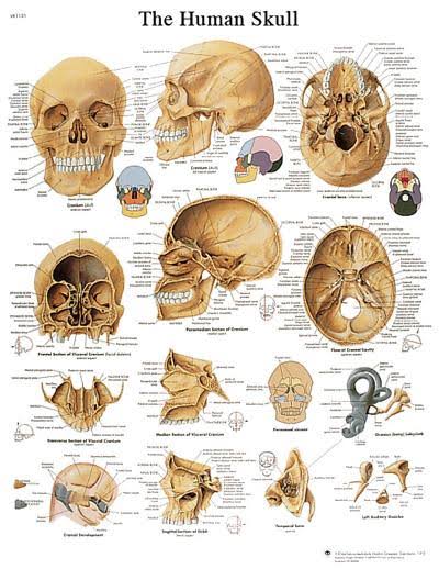 Anatomical Sticky Back Chart - Human Heart K9682