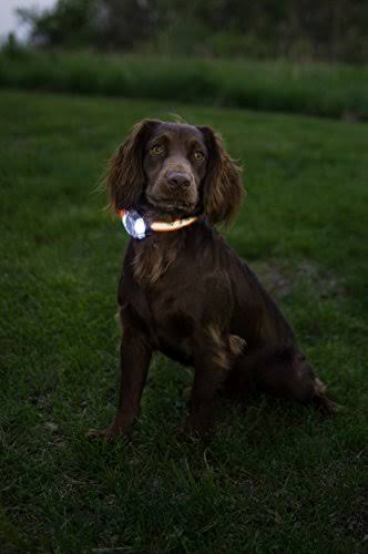 PetPal S.P.O.T. Trainer J976868